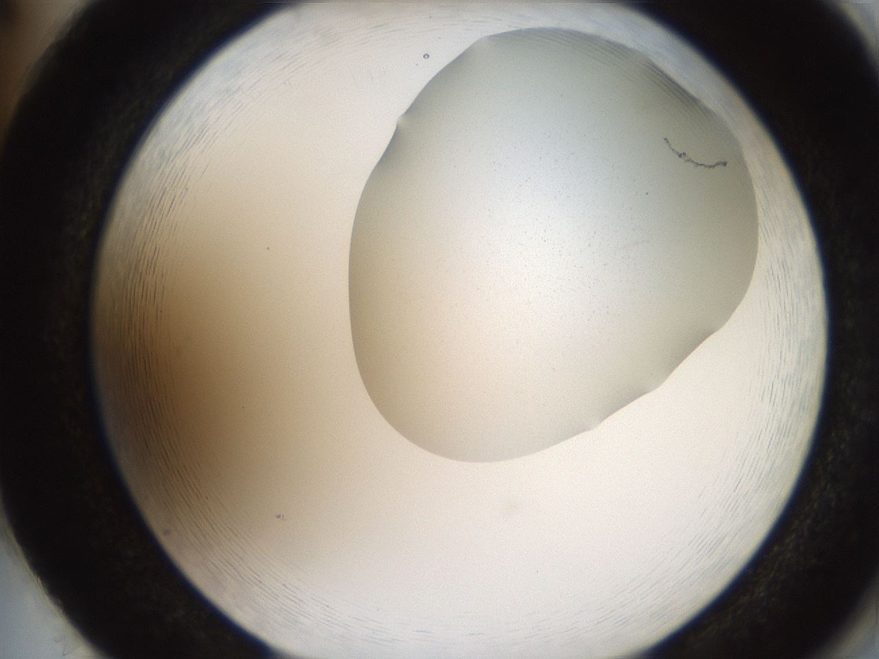 folderID206_plateID2206_batchID10095_wellNum86_profileID1_d2_r149922_ef.jpg