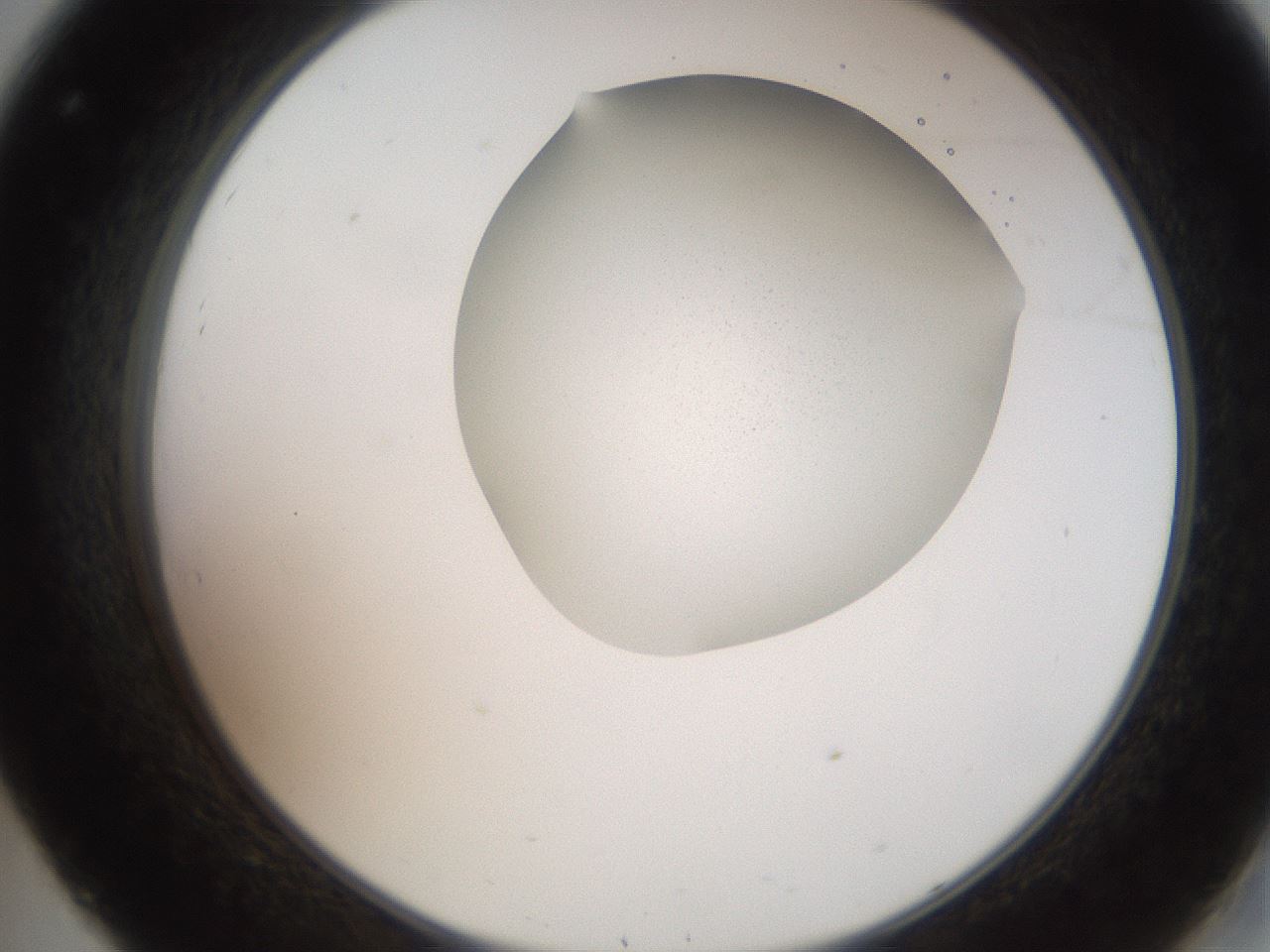 folderID206_plateID2206_batchID9795_wellNum32_profileID1_d2_r149814_ef.jpg