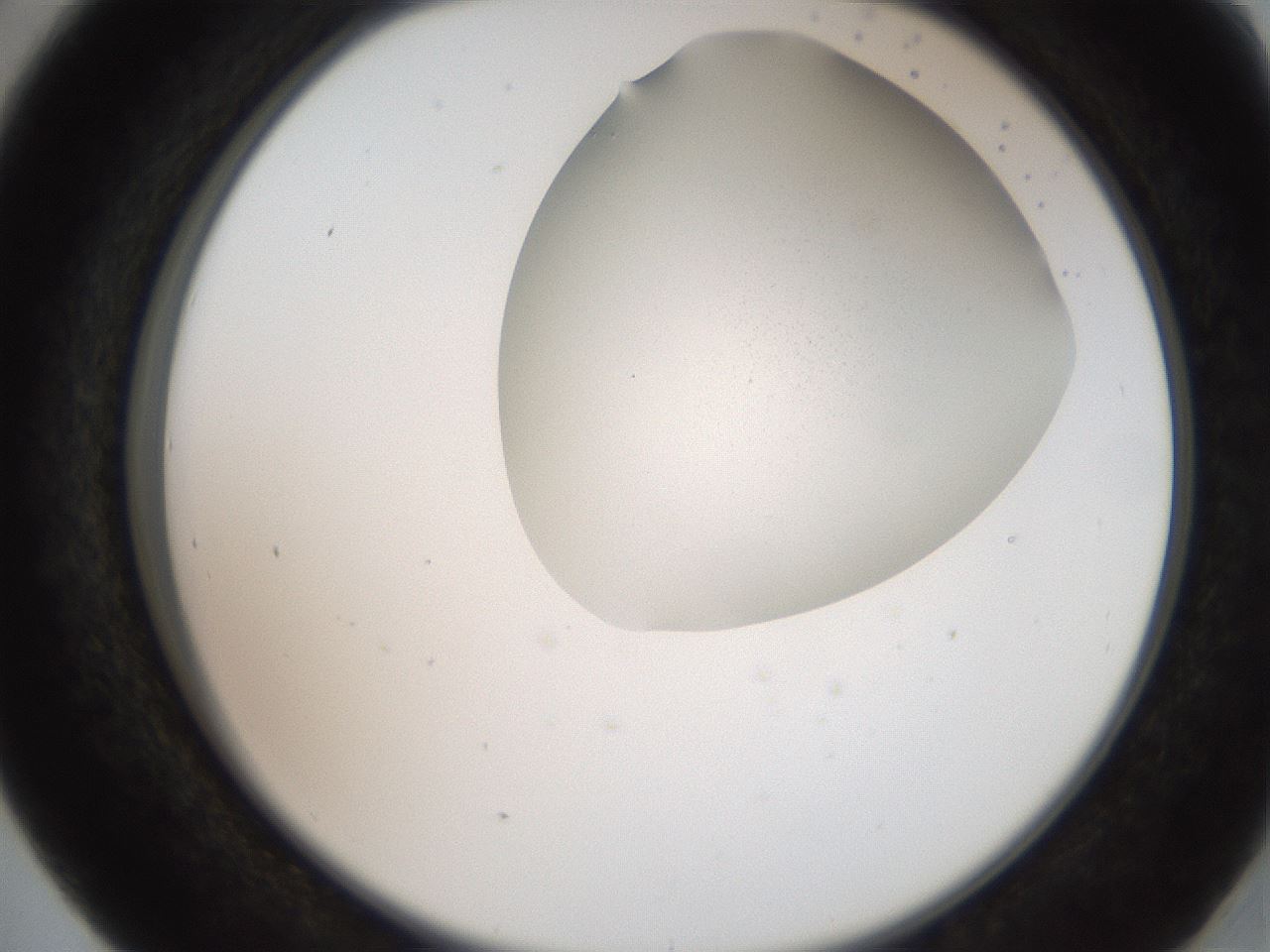 folderID206_plateID2206_batchID9795_wellNum41_profileID1_d2_r149832_ef.jpg