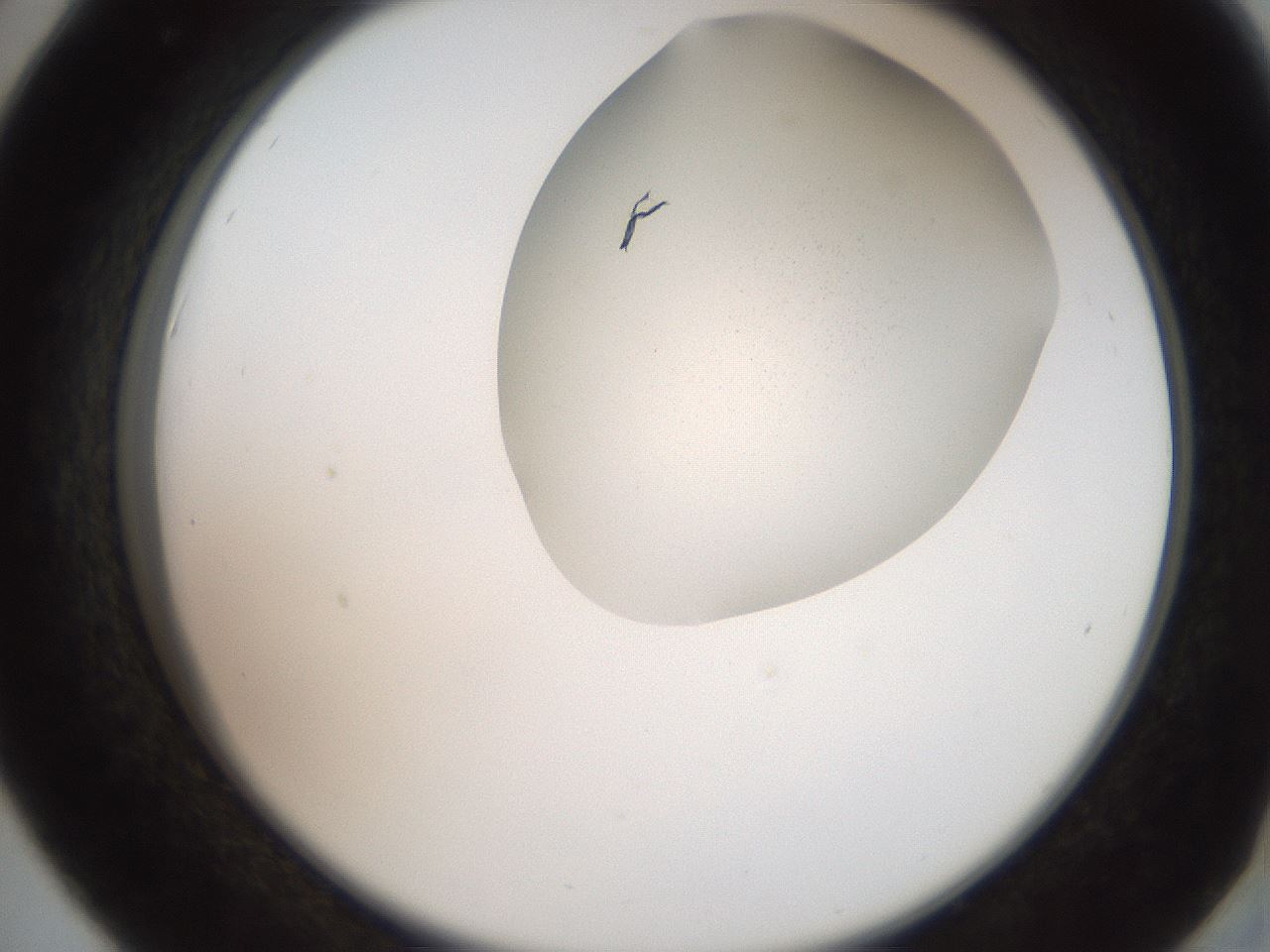 folderID206_plateID2206_batchID9827_wellNum42_profileID1_d2_r149834_ef.jpg