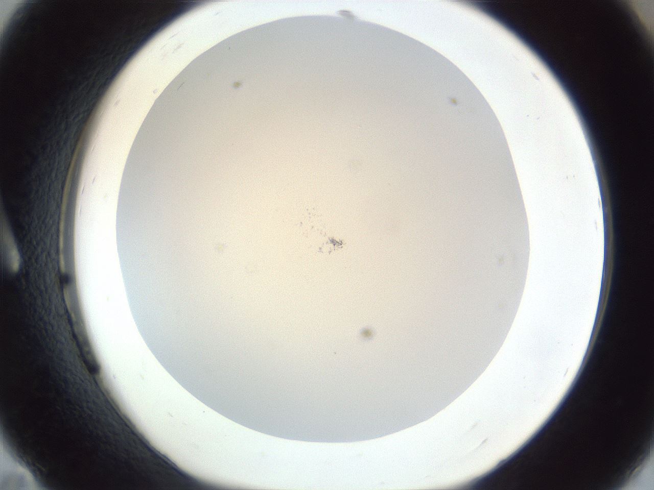 folderID217_plateID1217_batchID3596_wellNum11_profileID1_d1_r68788_ef.jpg