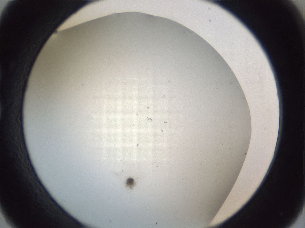 folderID217_plateID1217_batchID4437_wellNum26_profileID1_d1_r68818_ef.jpg