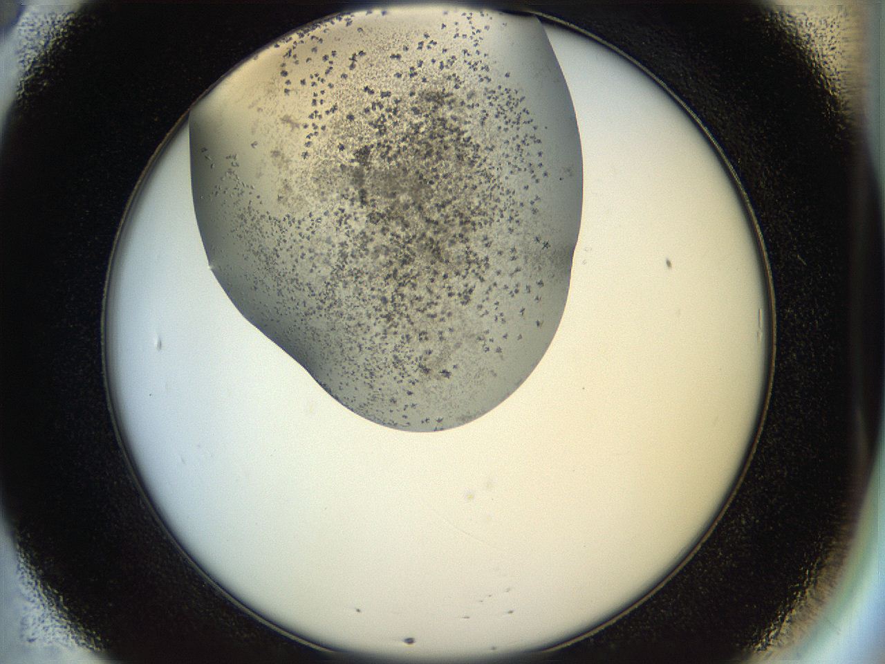 04rz_B8_ImagerDefaults_9.jpg