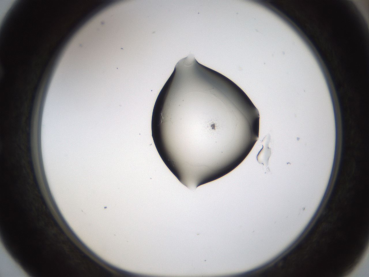 folderID236_plateID1236_batchID3991_wellNum52_profileID1_d1_r71893_ef.jpg