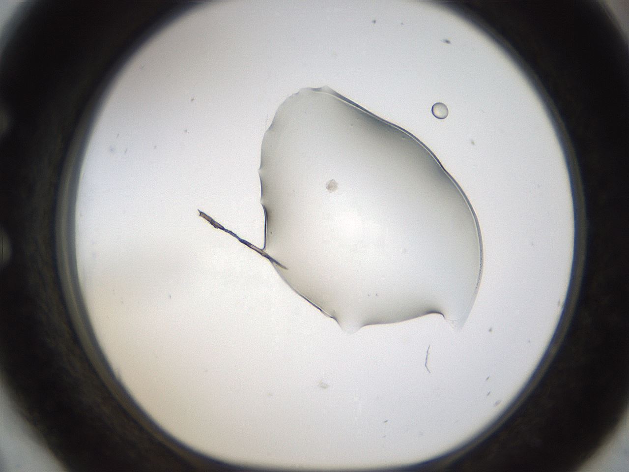 folderID236_plateID1236_batchID4341_wellNum54_profileID1_d1_r71895_ef.jpg