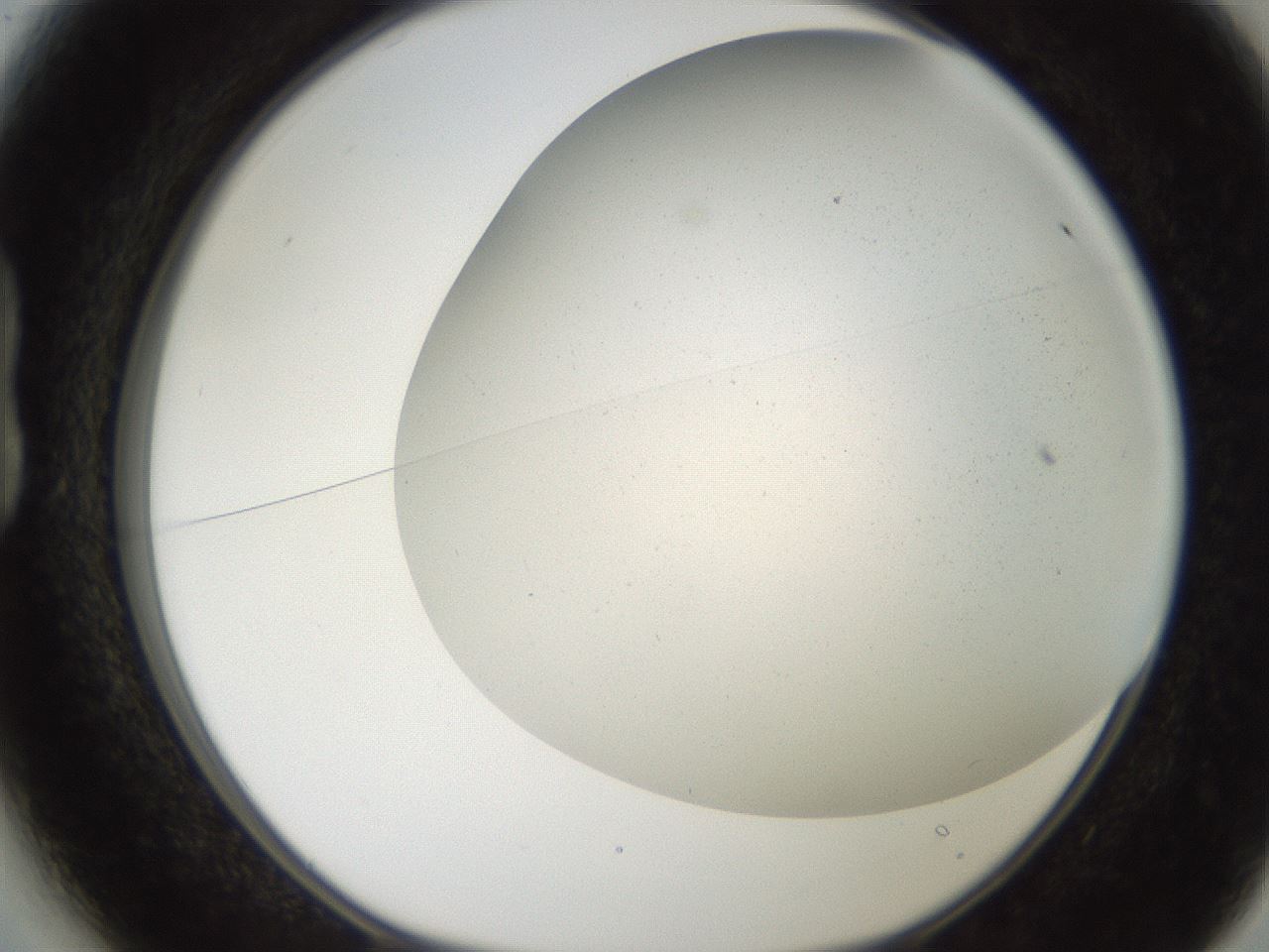 folderID236_plateID2236_batchID10452_wellNum13_profileID1_d1_r154567_ef.jpg
