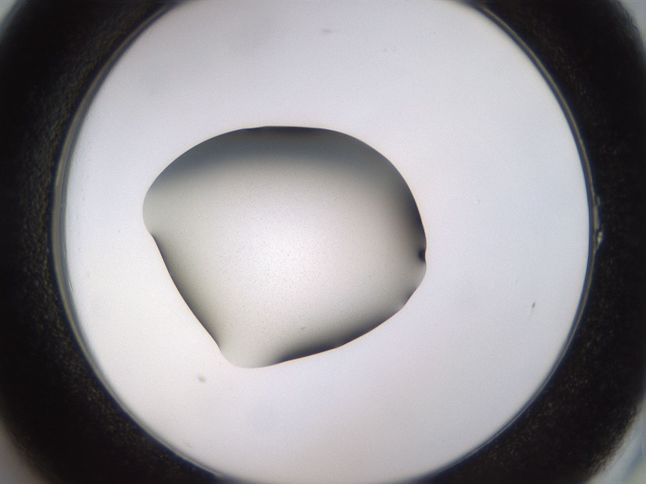 folderID236_plateID3236_batchID18247_wellNum1_profileID1_d2_r281823_ef.jpg