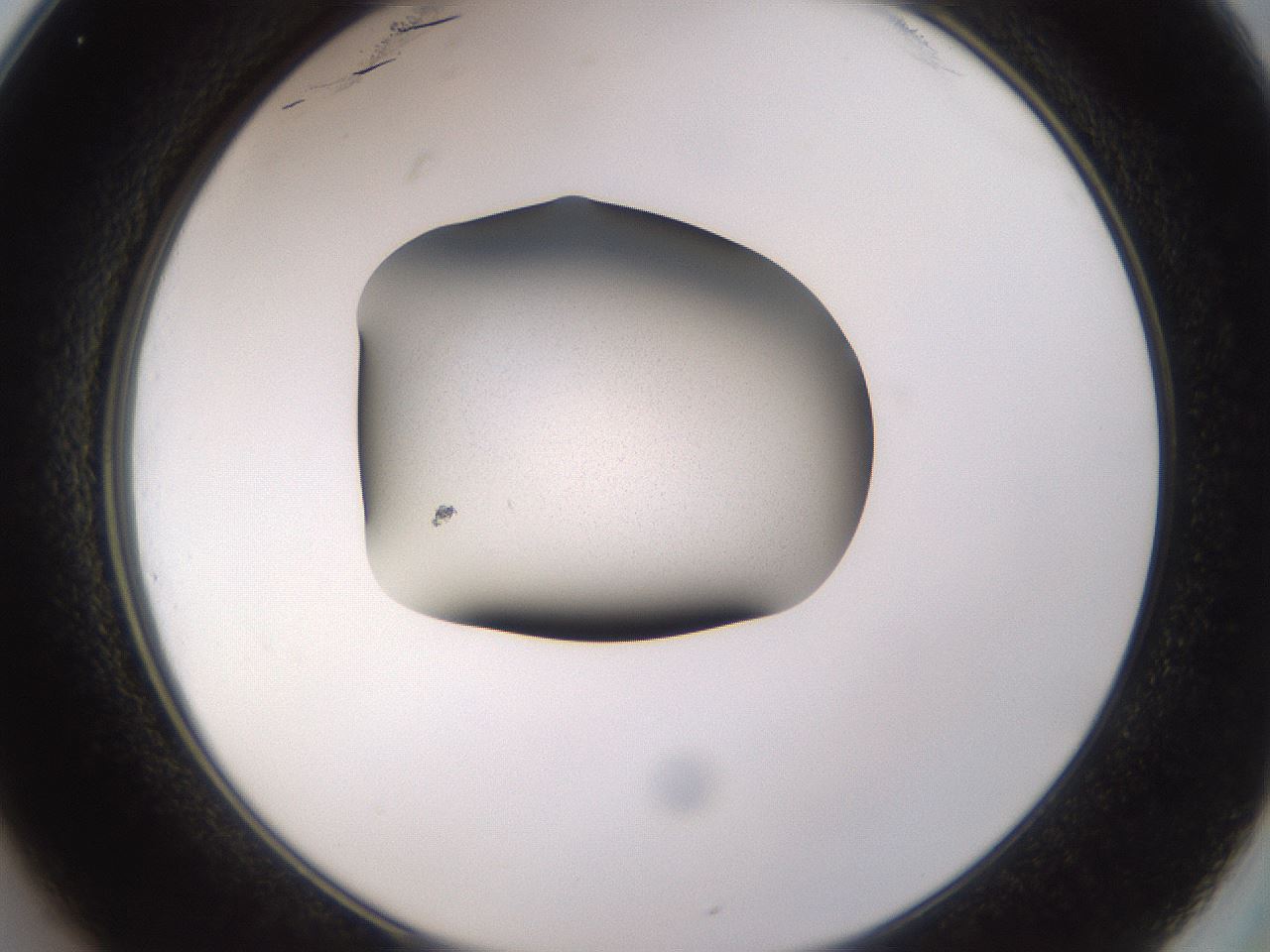 folderID236_plateID3236_batchID18247_wellNum25_profileID1_d2_r281871_ef.jpg