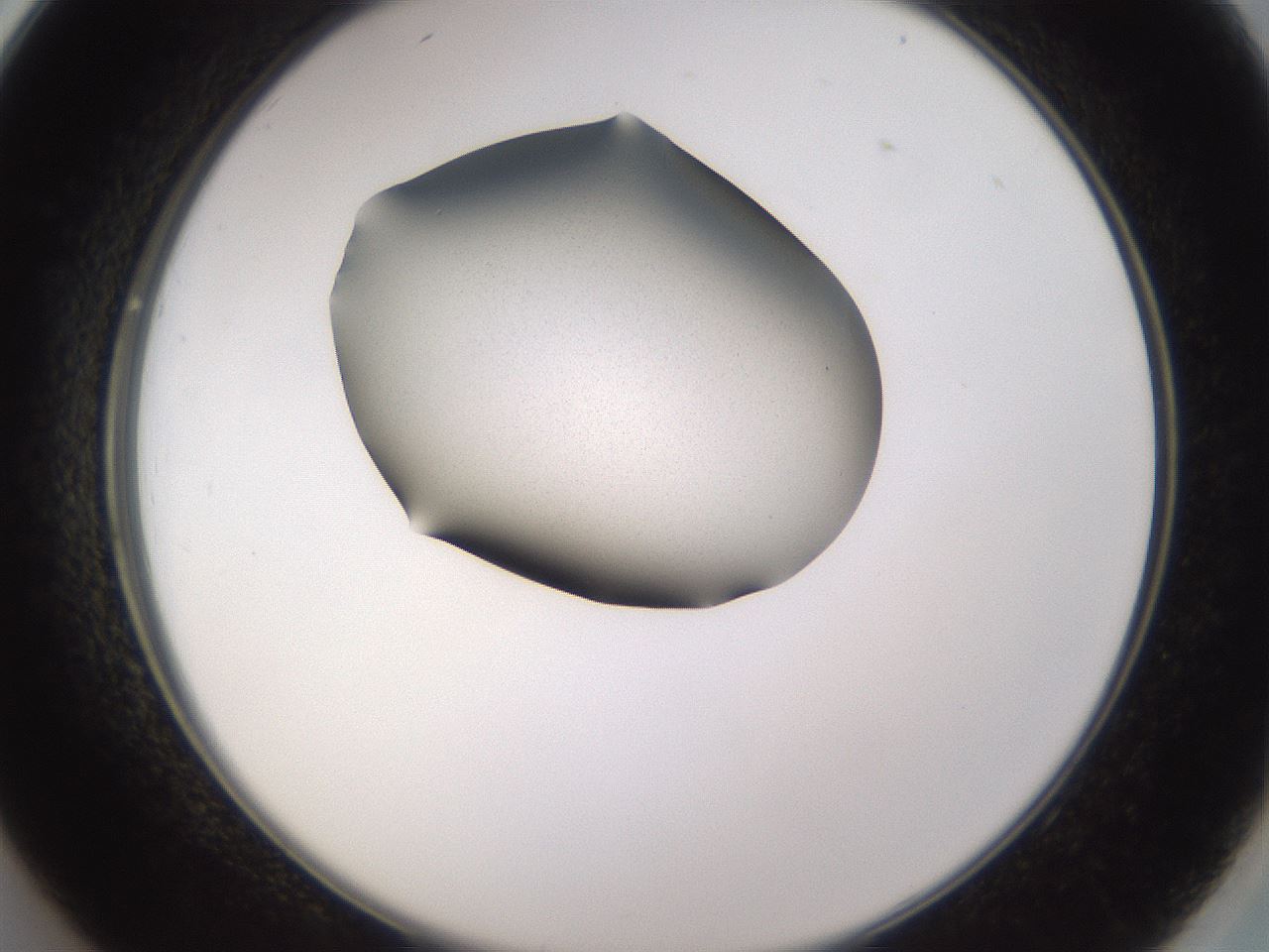 folderID236_plateID3236_batchID18247_wellNum26_profileID1_d2_r281873_ef.jpg