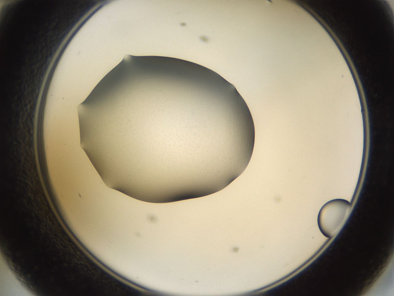 folderID236_plateID3236_batchID18295_wellNum47_profileID1_d2_r281915_ef.jpg