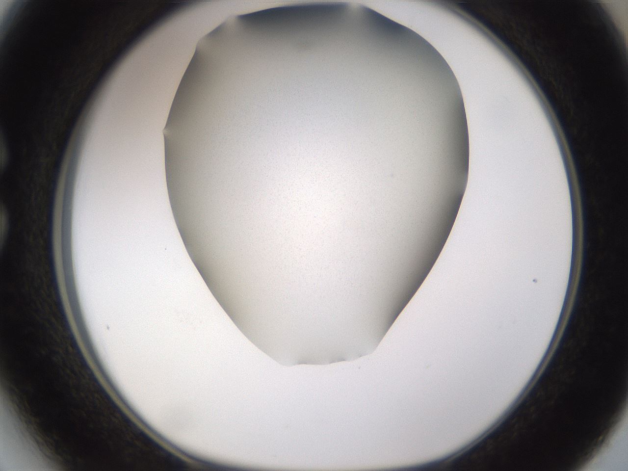 folderID236_plateID3236_batchID18340_wellNum27_profileID1_d1_r281874_ef.jpg
