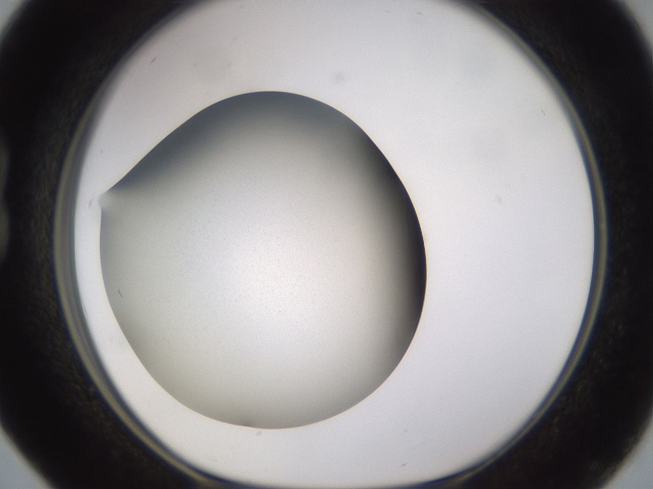 folderID236_plateID3236_batchID18578_wellNum16_profileID1_d1_r281852_ef.jpg