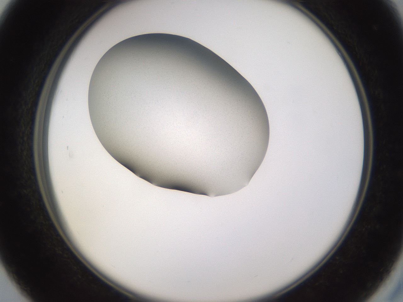folderID236_plateID3236_batchID18388_wellNum27_profileID1_d2_r281875_ef.jpg