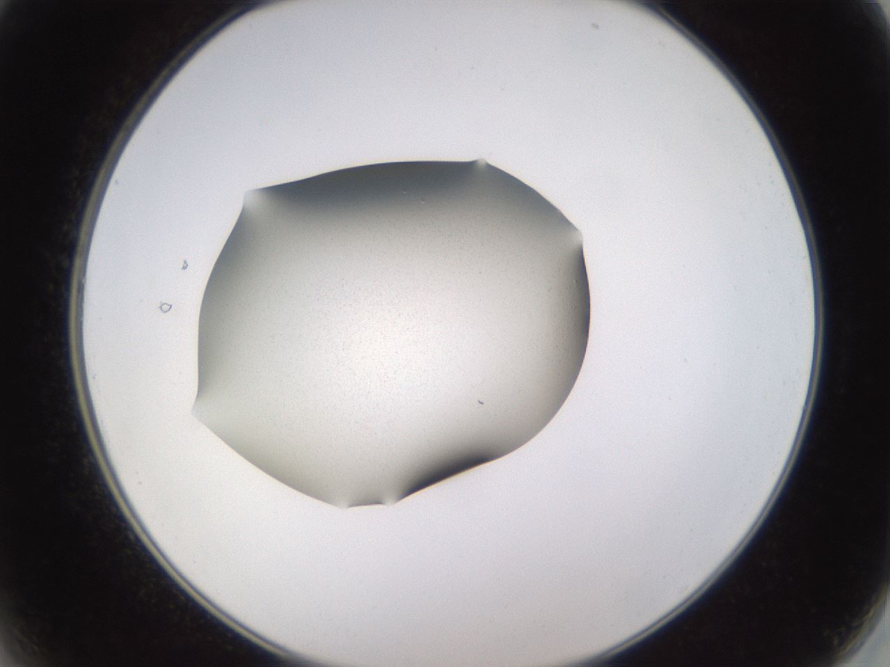 folderID236_plateID3236_batchID19173_wellNum2_profileID1_d2_r281825_ef.jpg