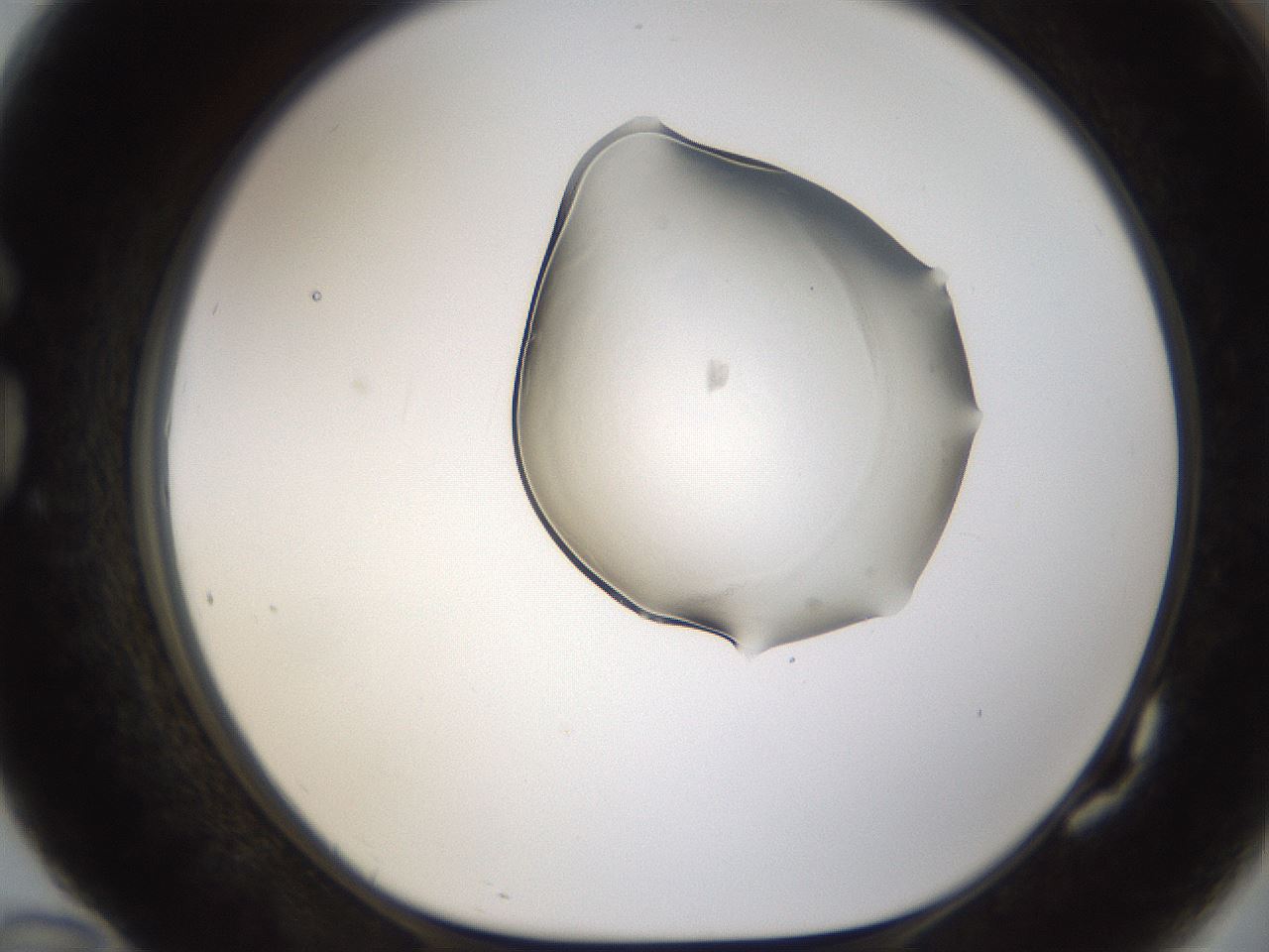 folderID237_plateID1237_batchID3801_wellNum82_profileID1_d1_r72211_ef.jpg