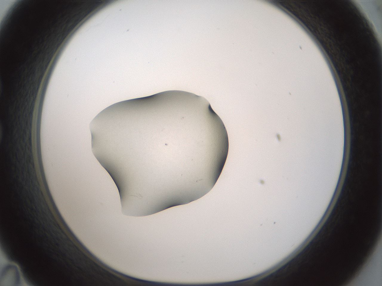 folderID238_plateID3238_batchID18198_wellNum35_profileID1_d1_r285063_ef.jpg