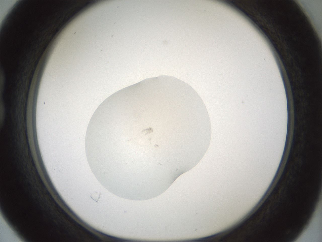 folderID238_plateID3238_batchID18597_wellNum16_profileID1_d1_r285025_ef.jpg