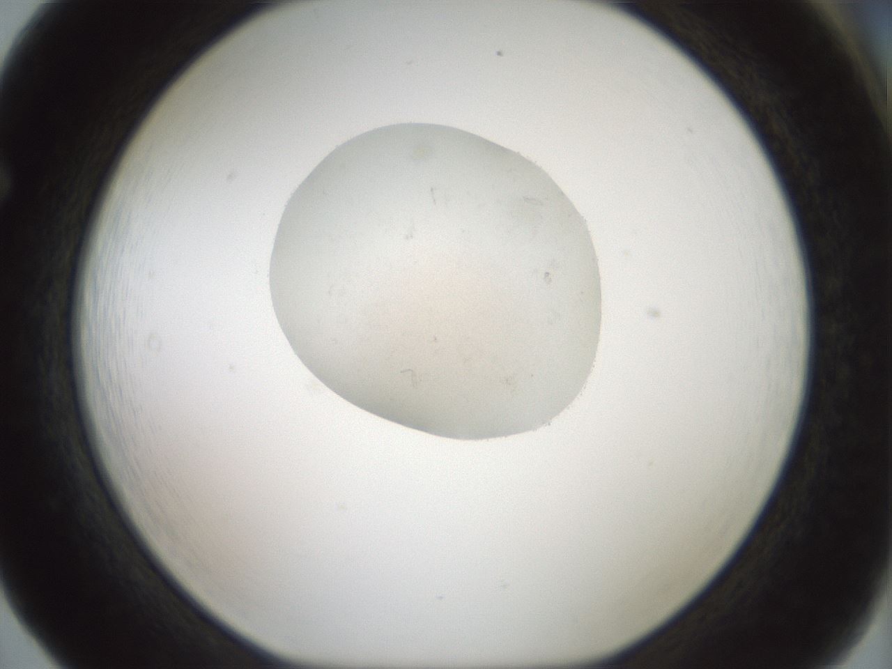 folderID238_plateID3238_batchID19742_wellNum65_profileID1_d1_r285123_ef.jpg