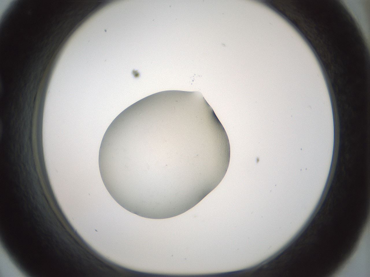 folderID238_plateID3238_batchID20098_wellNum33_profileID1_d1_r285059_ef.jpg
