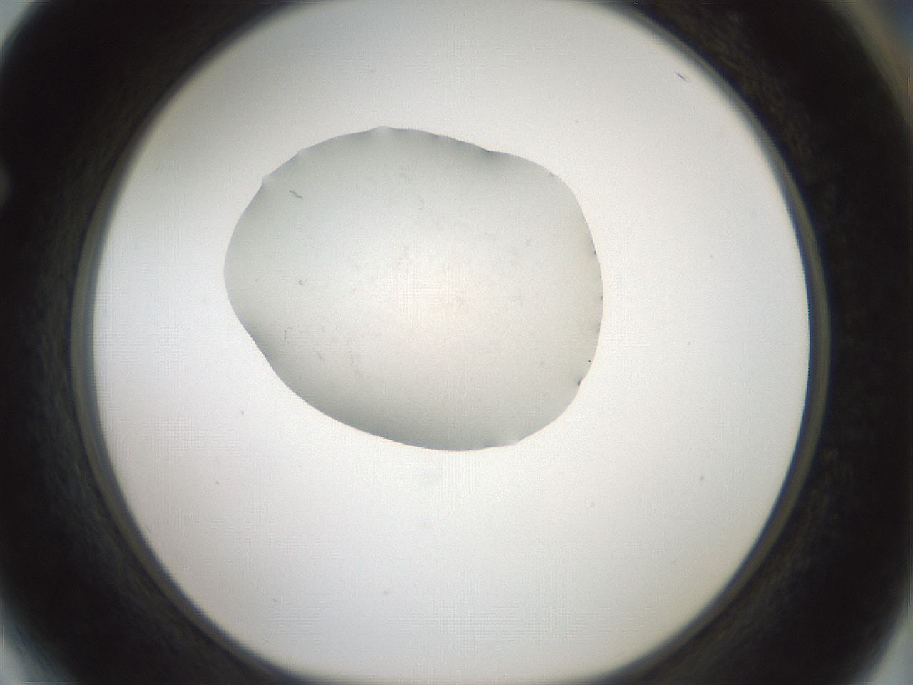 folderID238_plateID3238_batchID20098_wellNum64_profileID1_d1_r285121_ef.jpg