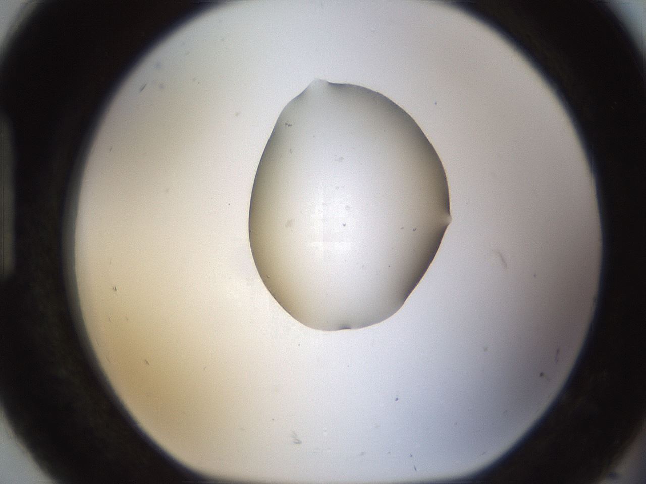 folderID239_plateID1239_batchID3611_wellNum92_profileID1_d1_r72029_ef.jpg