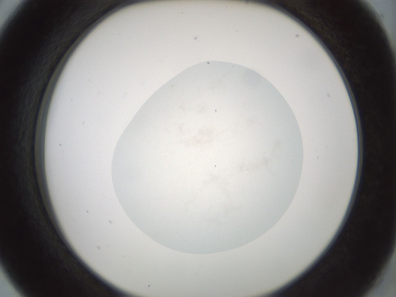 folderID240_plateID3240_batchID18257_wellNum5_profileID1_d2_r284812_ef.jpg