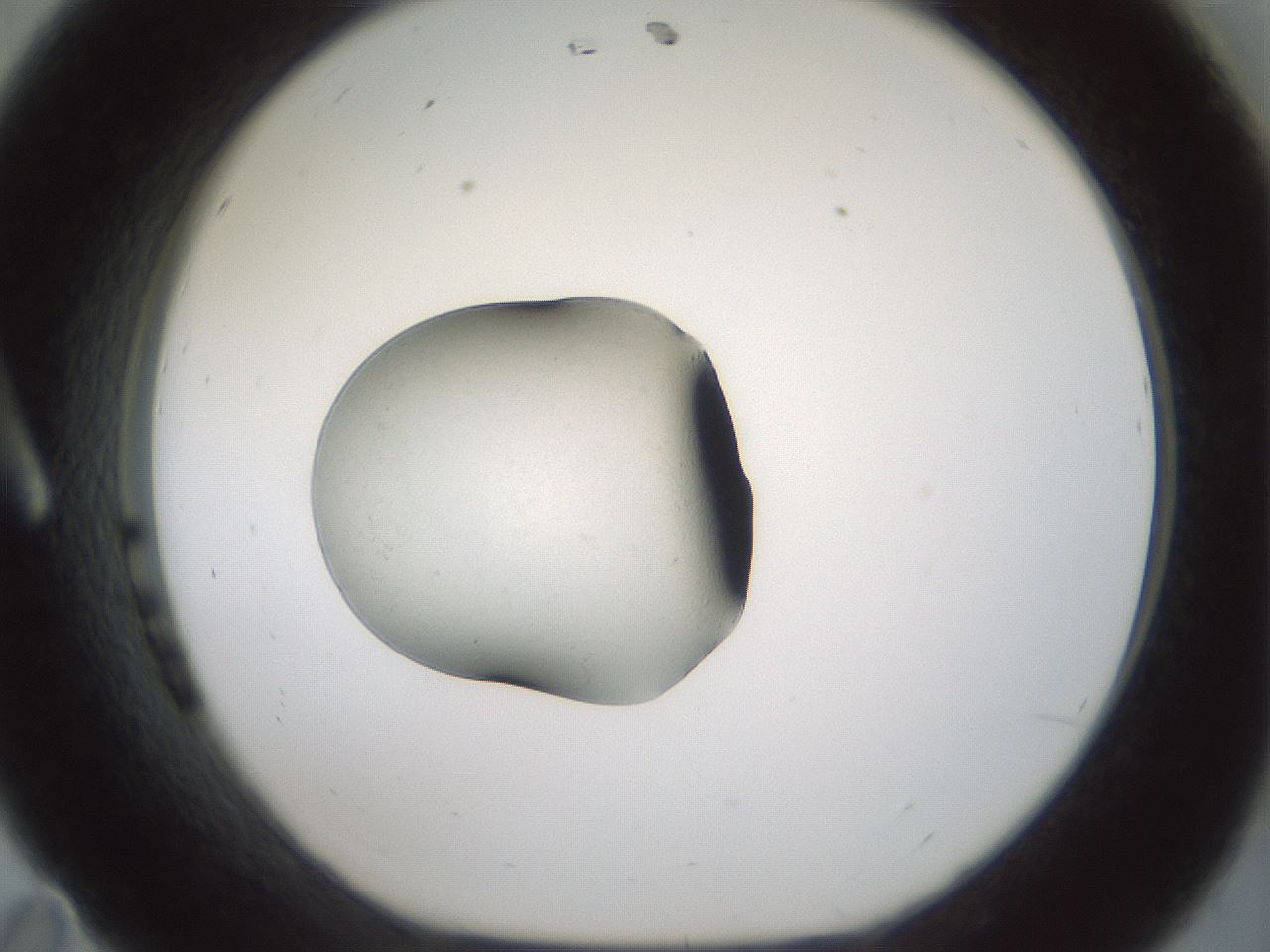 folderID240_plateID3240_batchID18309_wellNum11_profileID1_d1_r284823_ef.jpg