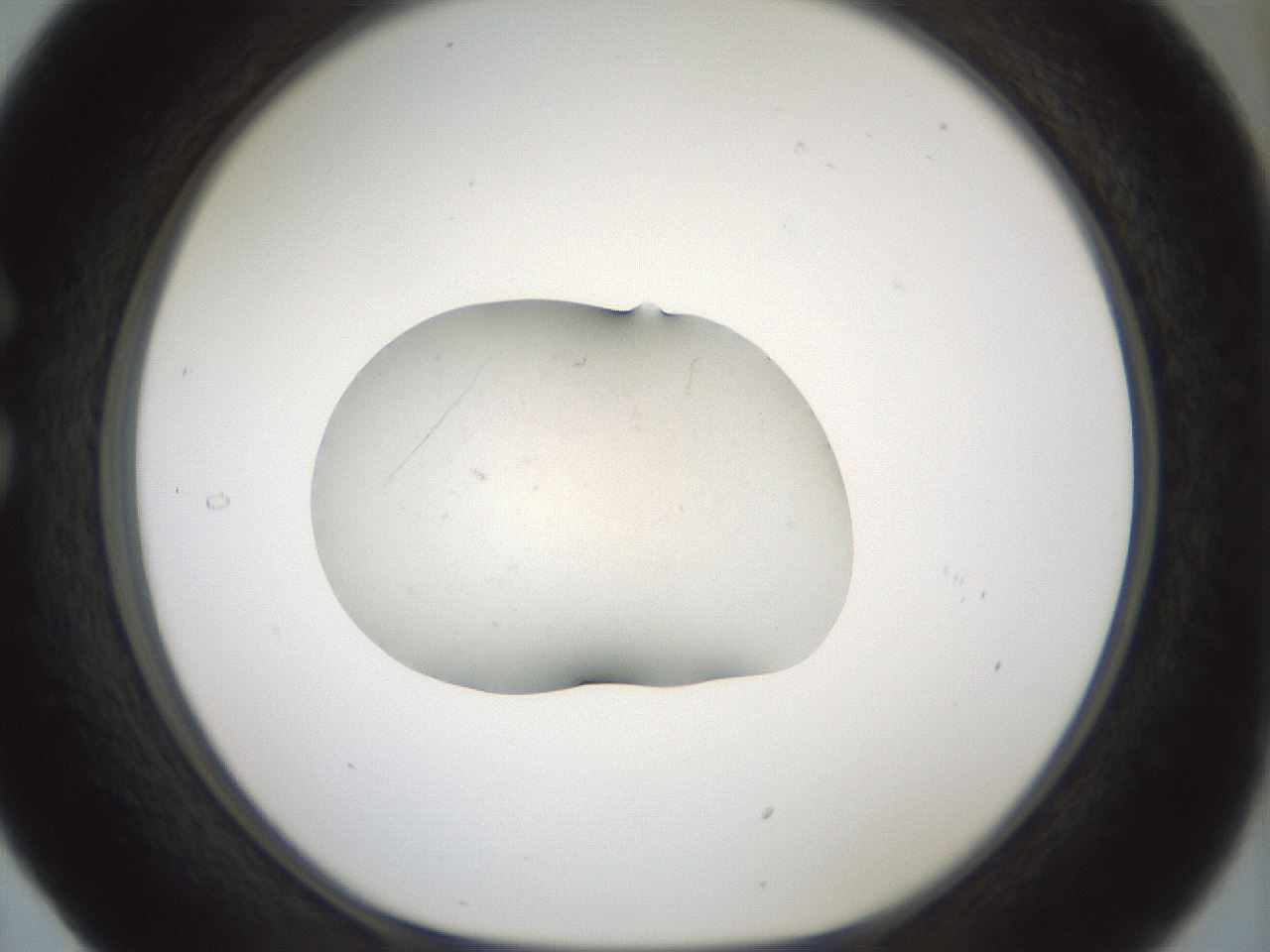 folderID240_plateID3240_batchID19206_wellNum29_profileID1_d1_r284859_ef.jpg