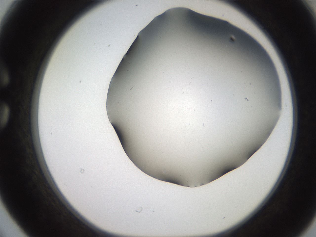 folderID241_plateID2241_batchID10043_wellNum30_profileID1_d1_r154895_ef.jpg