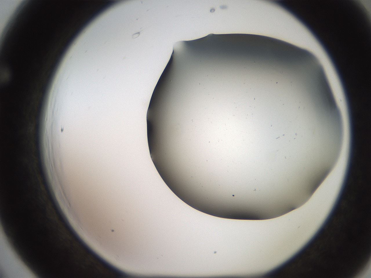 folderID241_plateID2241_batchID10043_wellNum66_profileID1_d1_r154931_ef.jpg