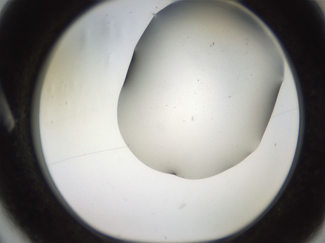 folderID241_plateID2241_batchID10057_wellNum6_profileID1_d1_r154871_ef.jpg