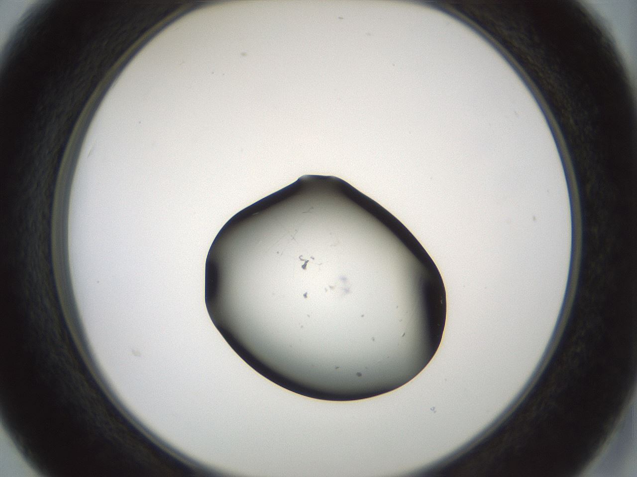 folderID241_plateID3241_batchID20095_wellNum15_profileID1_d2_r283872_ef.jpg