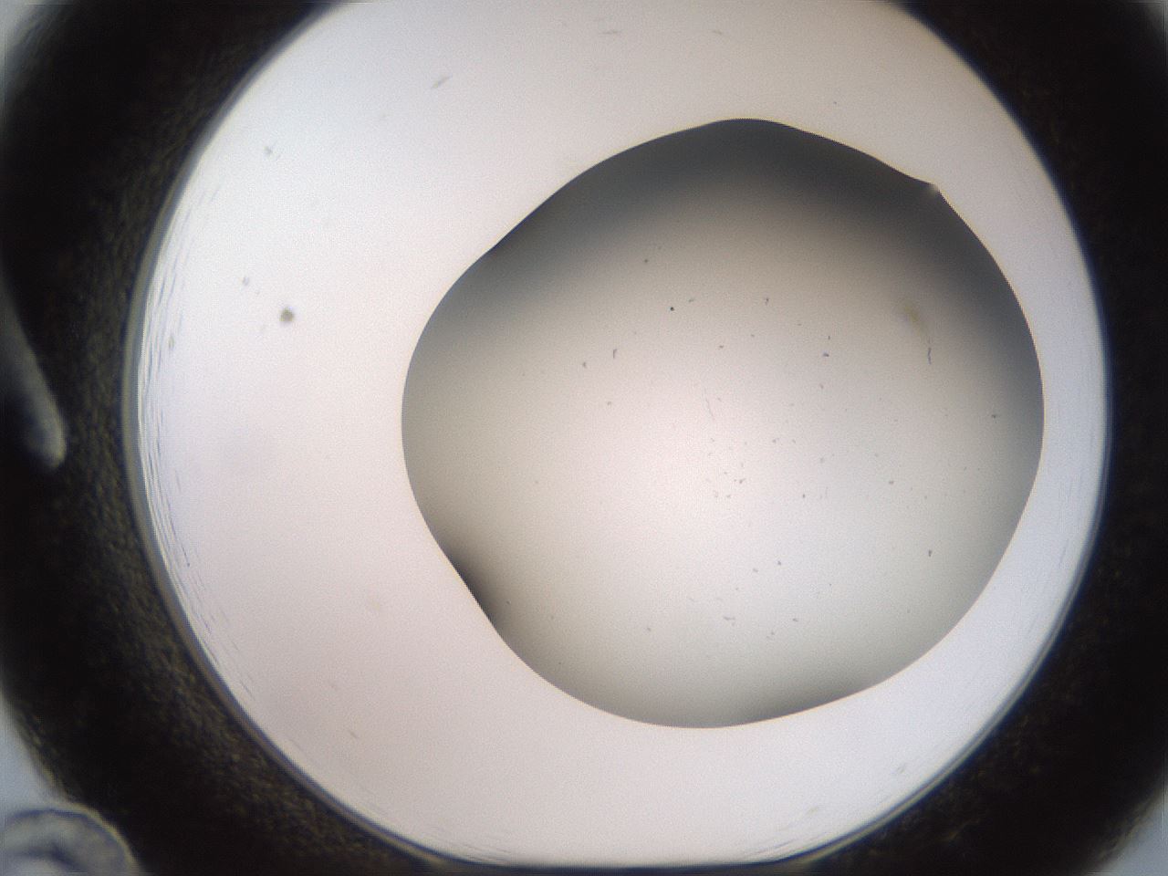 folderID242_plateID2242_batchID10052_wellNum12_profileID1_d1_r154781_ef.jpg
