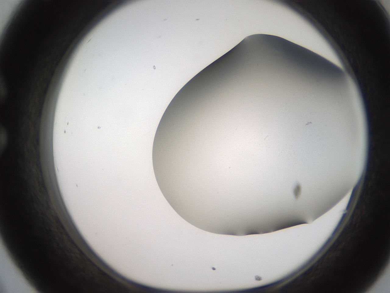 folderID242_plateID2242_batchID10052_wellNum32_profileID1_d1_r154801_ef.jpg