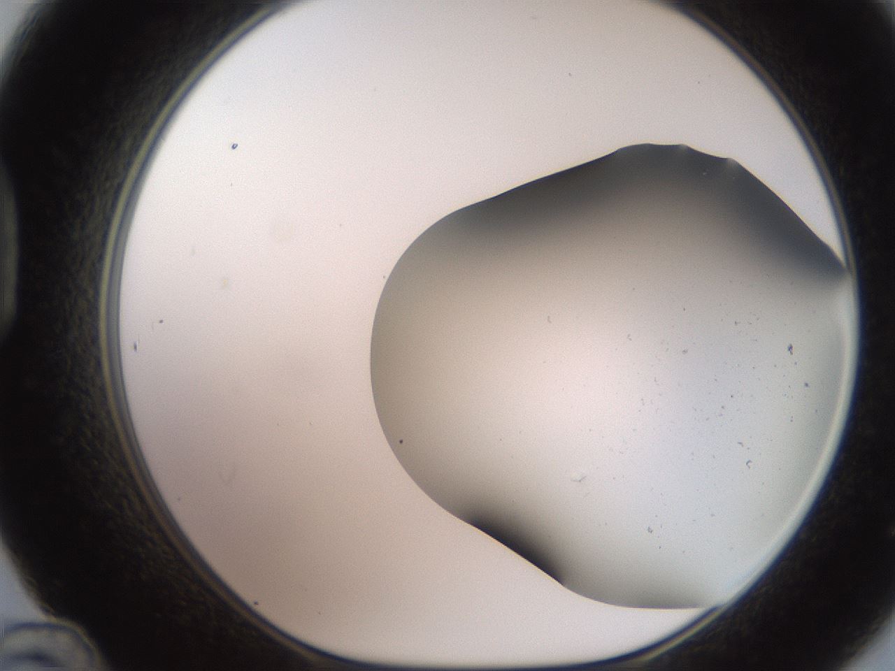 folderID242_plateID2242_batchID10052_wellNum48_profileID1_d1_r154817_ef.jpg