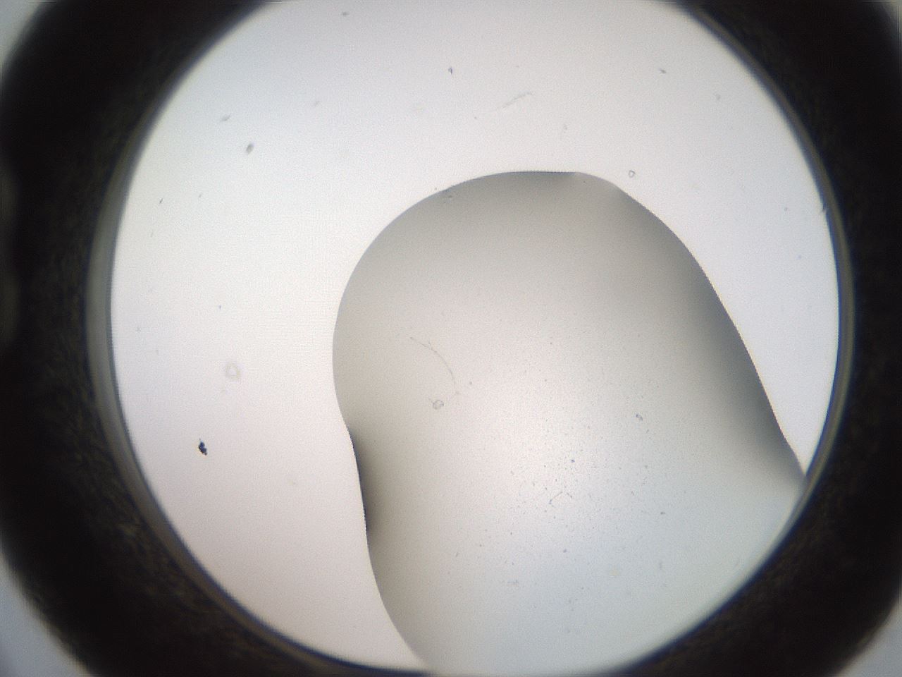 folderID242_plateID2242_batchID10123_wellNum21_profileID1_d1_r154790_ef.jpg