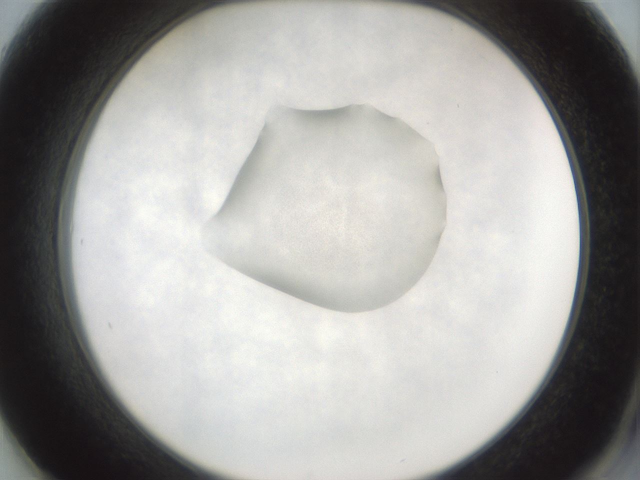 folderID242_plateID3242_batchID18189_wellNum61_profileID1_d2_r282620_ef.jpg