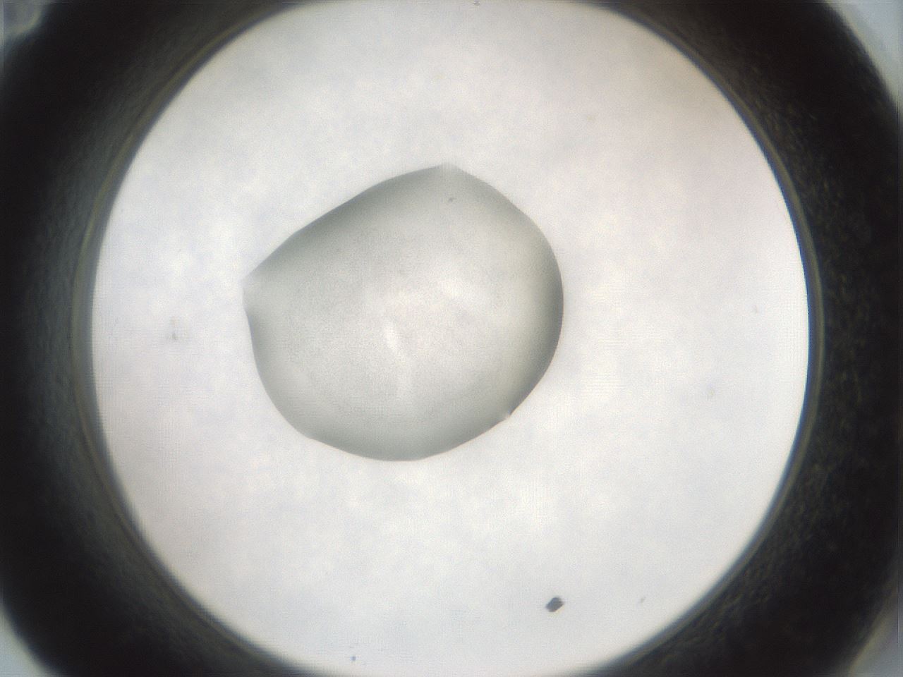folderID242_plateID3242_batchID18189_wellNum71_profileID1_d2_r282640_ef.jpg