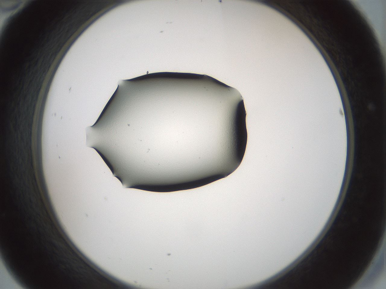 folderID242_plateID3242_batchID20092_wellNum46_profileID1_d2_r282590_ef.jpg