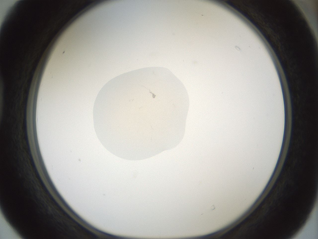 folderID243_plateID3243_batchID18590_wellNum40_profileID1_d1_r283729_ef.jpg