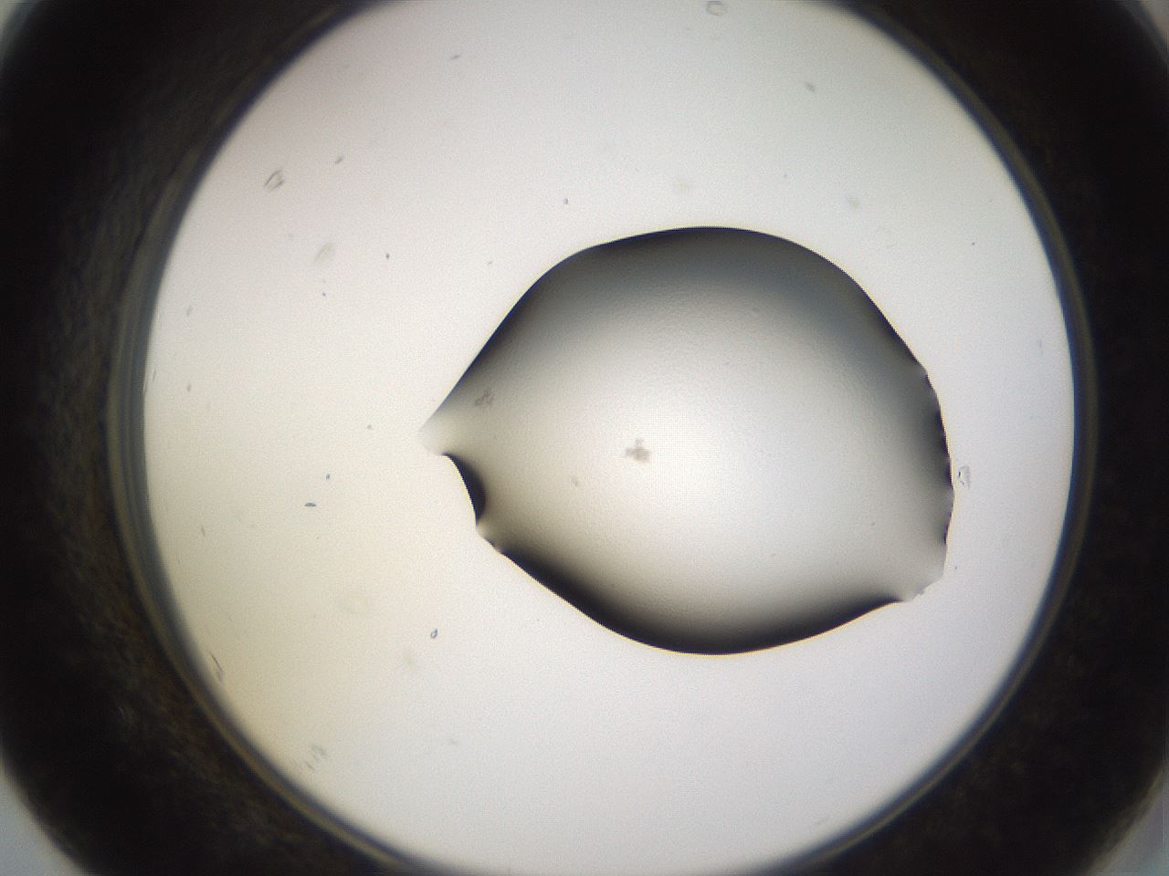 folderID245_plateID3245_batchID18922_wellNum67_profileID1_d2_r283400_ef.jpg