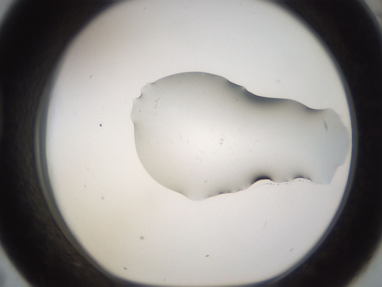 folderID246_plateID3246_batchID18484_wellNum43_profileID1_d1_r283159_ef.jpg