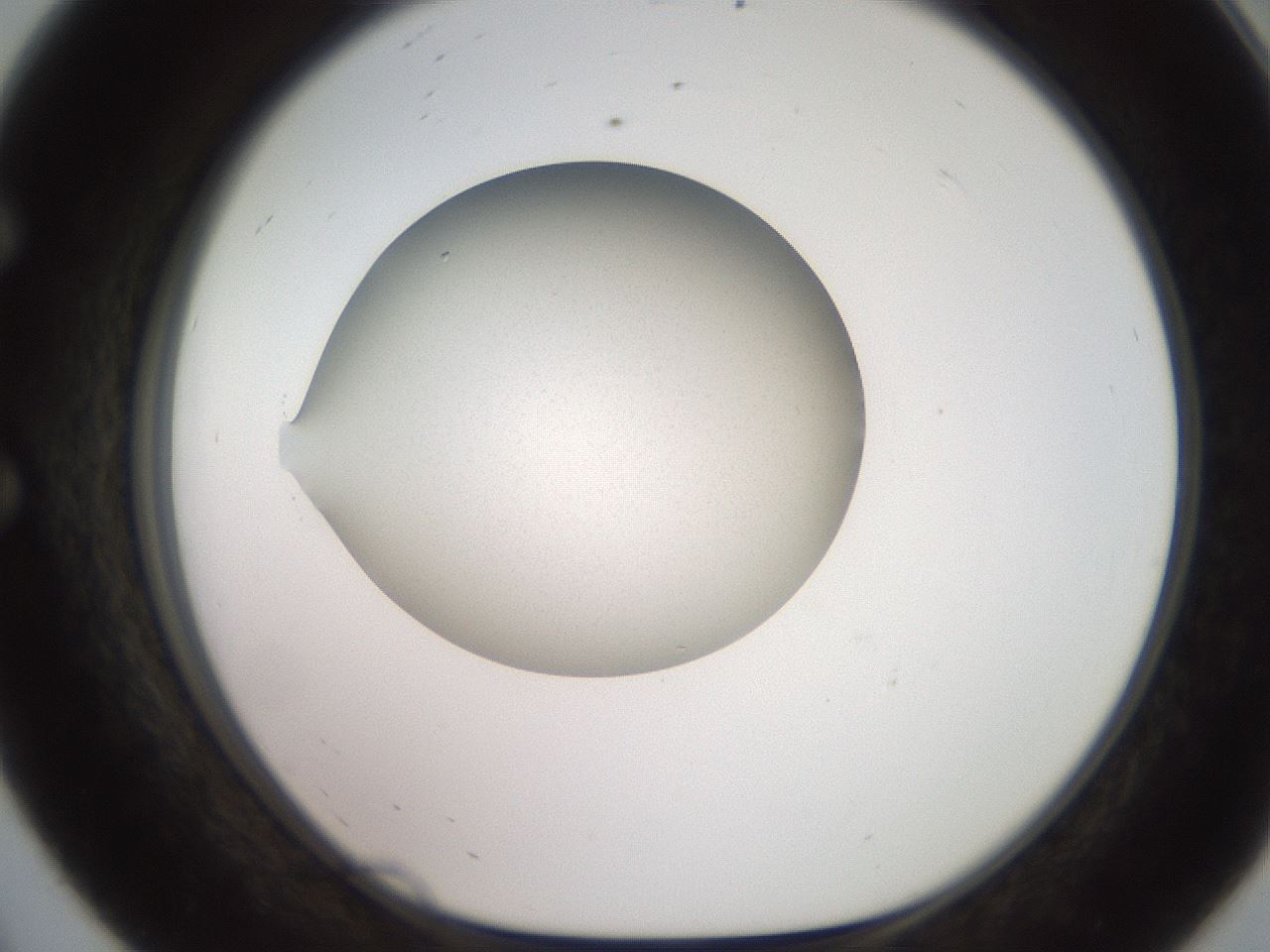 folderID248_plateID2248_batchID10130_wellNum56_profileID1_d1_r155945_ef.jpg