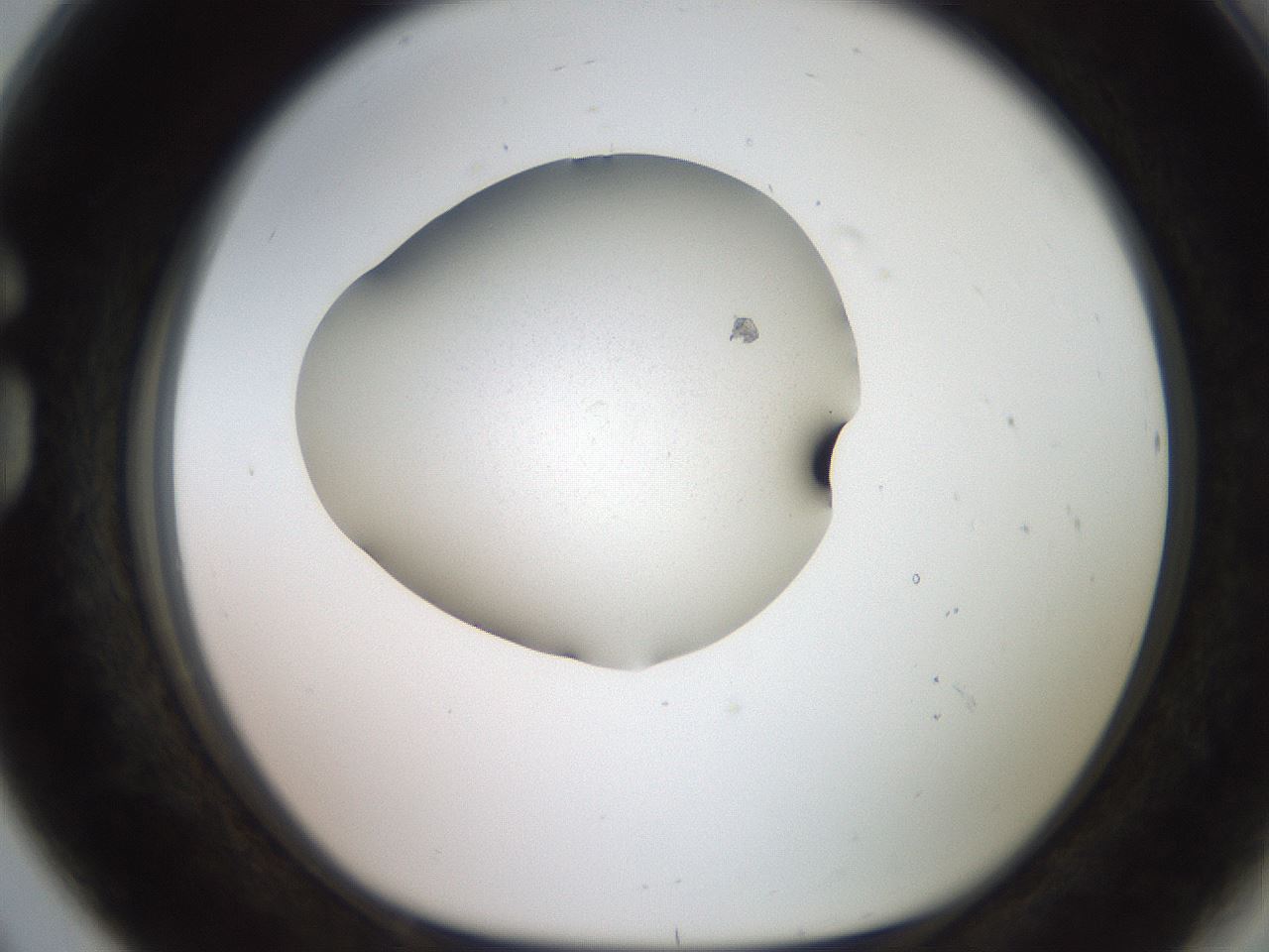 folderID248_plateID2248_batchID10218_wellNum80_profileID1_d1_r155993_ef.jpg