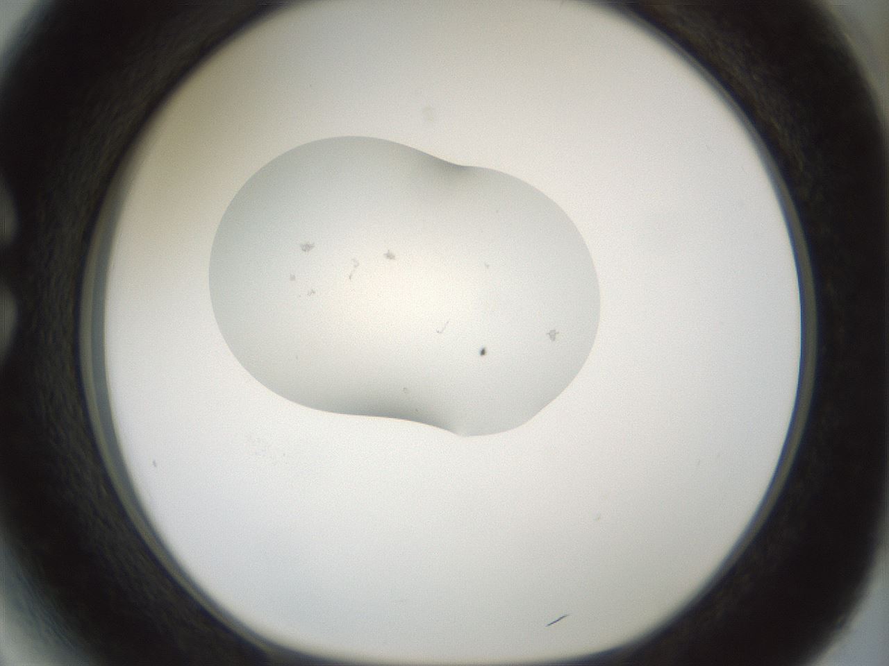 folderID248_plateID3248_batchID18407_wellNum27_profileID1_d1_r285623_ef.jpg