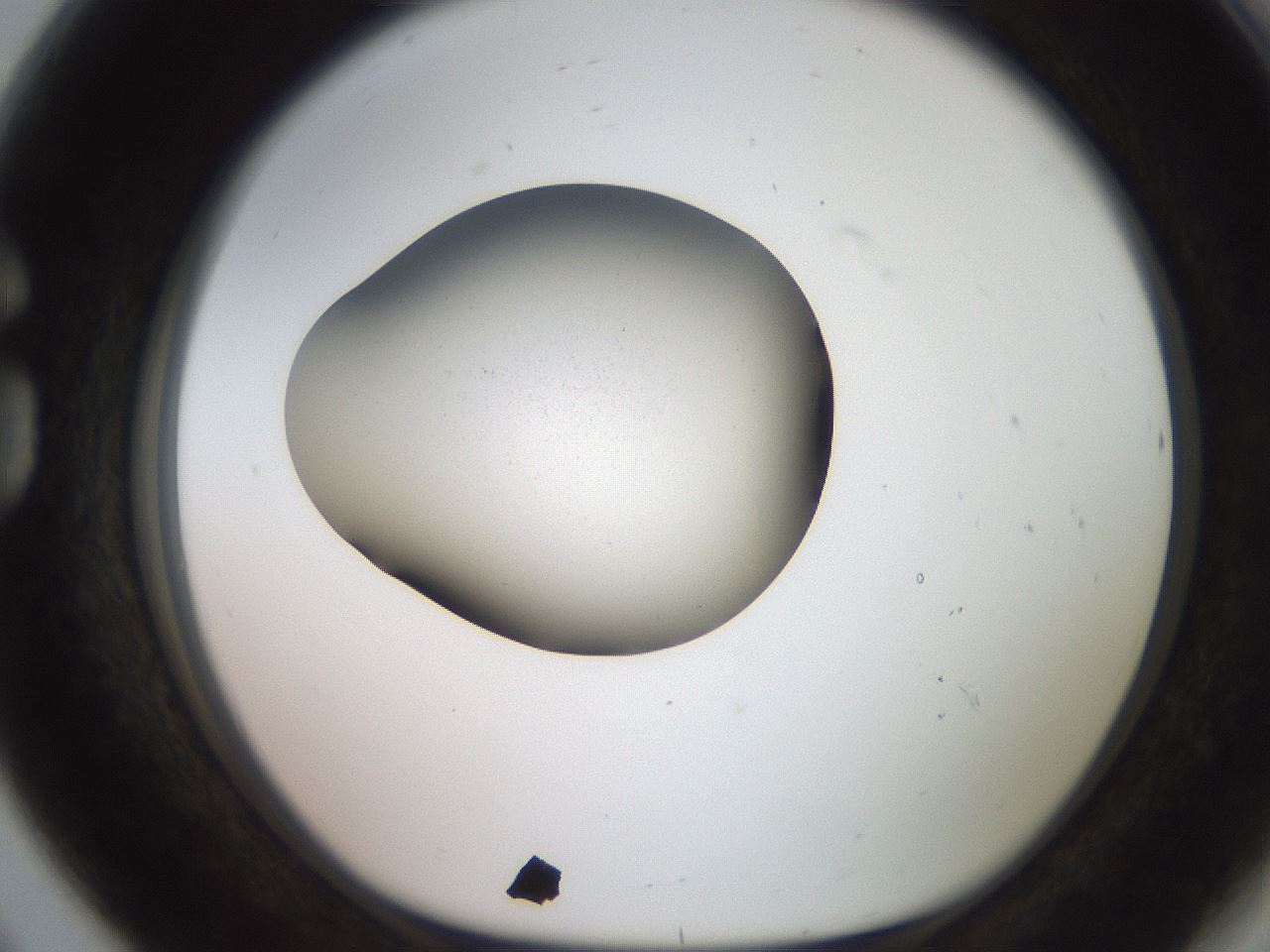 folderID249_plateID2249_batchID10136_wellNum80_profileID1_d1_r156380_ef.jpg