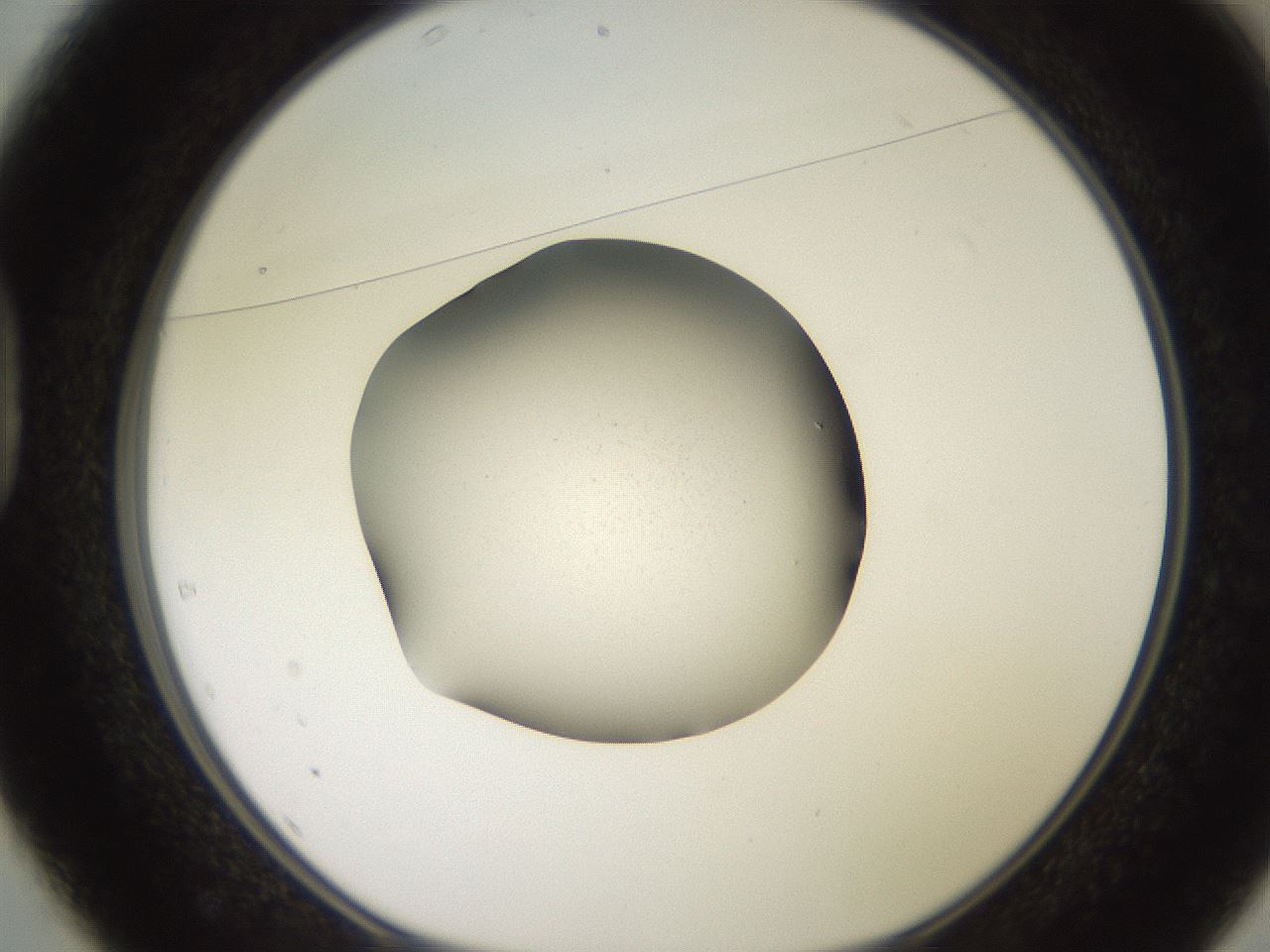 folderID249_plateID2249_batchID10801_wellNum37_profileID1_d1_r156294_ef.jpg