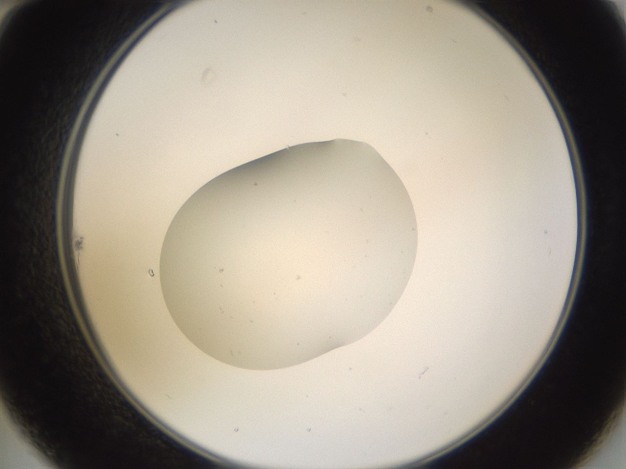 folderID249_plateID3249_batchID20130_wellNum22_profileID1_d2_r285806_ef.jpg