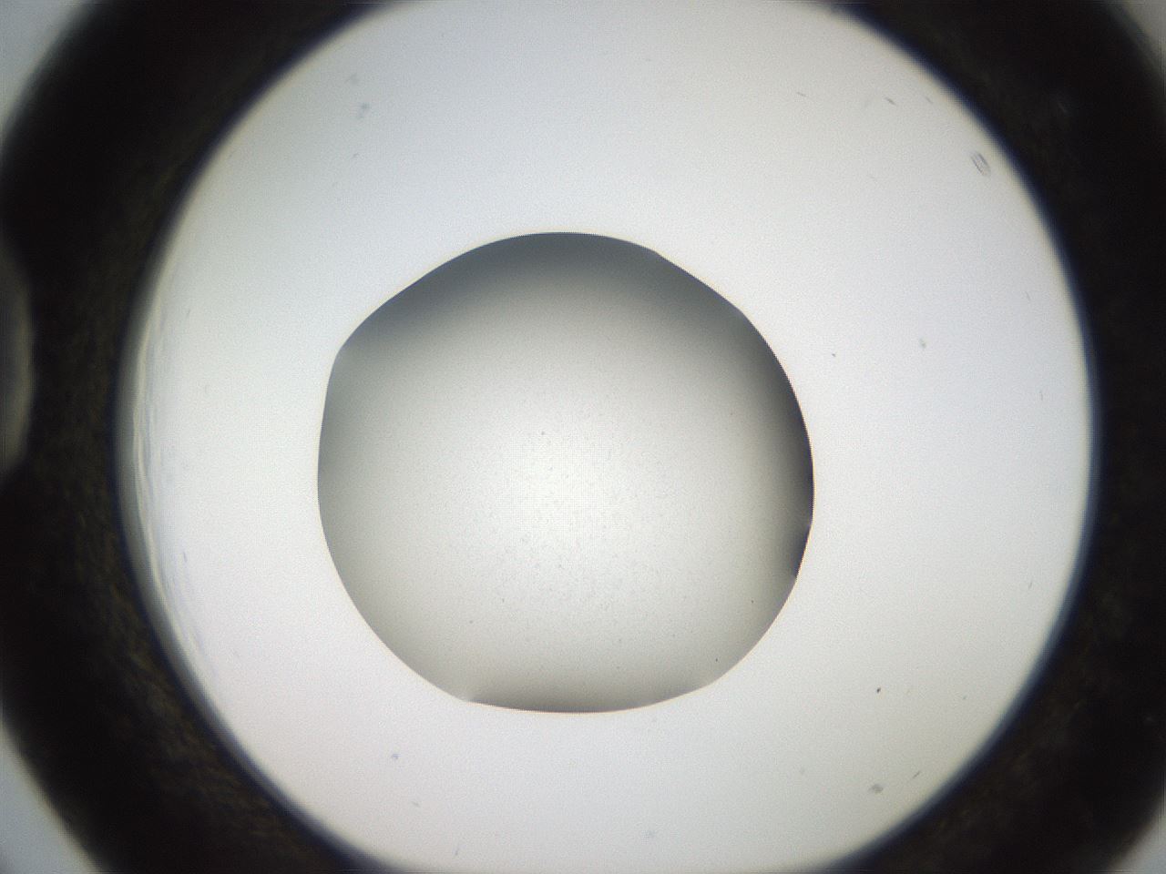 folderID250_plateID2250_batchID10440_wellNum39_profileID1_d1_r155527_ef.jpg