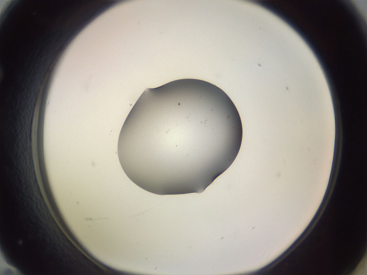 folderID250_plateID3250_batchID18335_wellNum71_profileID1_d1_r285519_ef.jpg